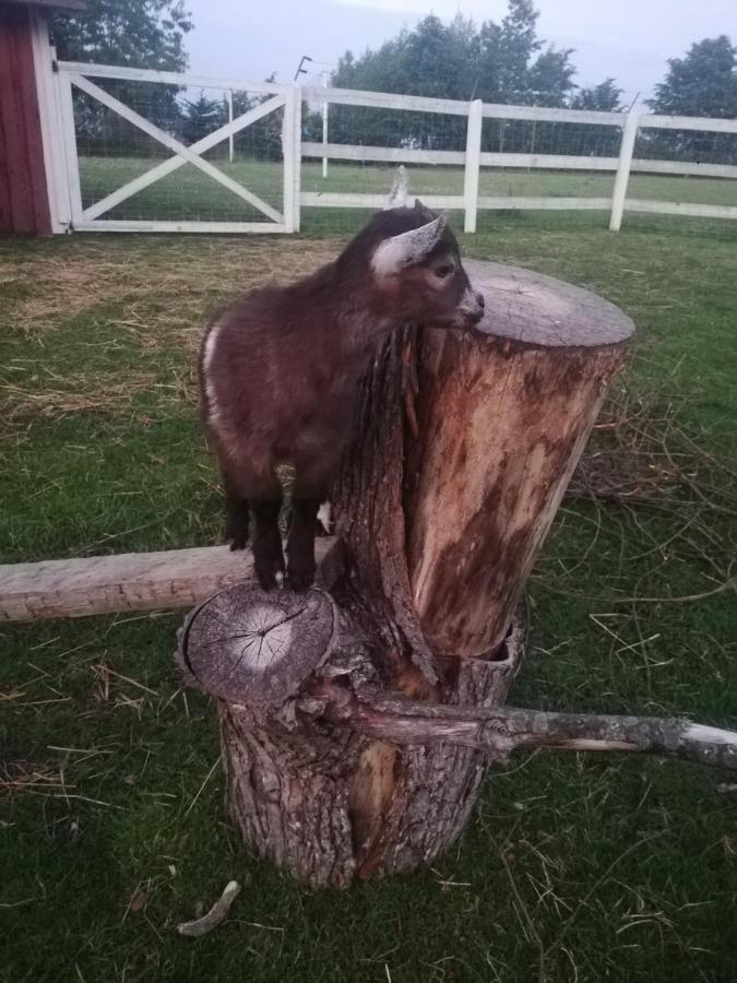 Babie Lato Βίλα Wlodarka Εξωτερικό φωτογραφία